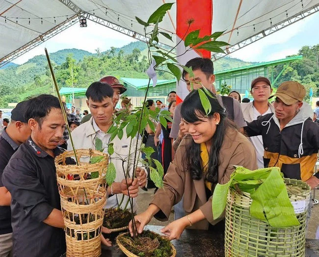 Ngoc Linh ginseng - popularly known as the 